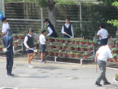 栽培